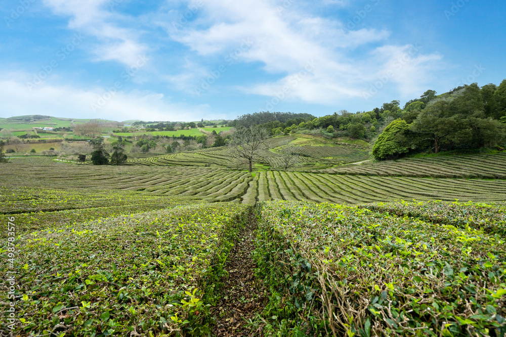 Large plantation of natural and organic green tea