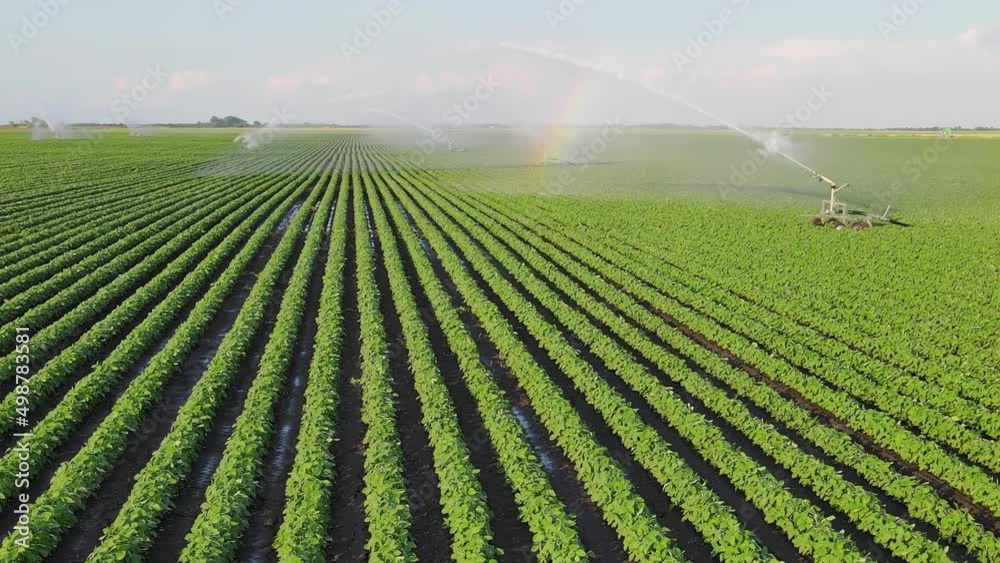 Aerial view drone shot of irrigation system rain gun sprinkler on agricultural soybean field helps to grow plants in the dry season. Landscape rural scene beautiful sunny day and rainbow Aerial view drone shot of irrigation system rain gun sprinkler on agricultural soybean field helps to grow plants in the dry season. Landscape rural scene beautiful sunny day and rainbow