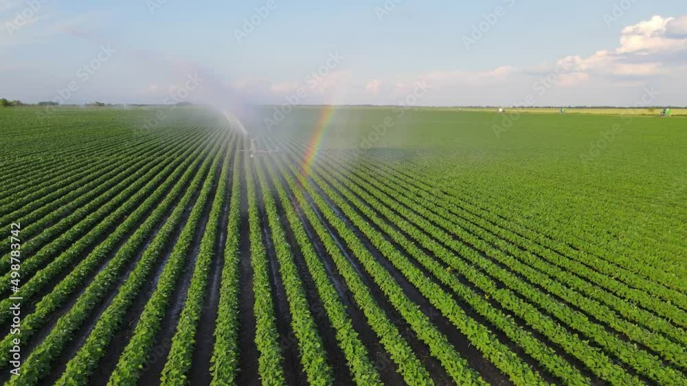 Aerial view drone shot of irrigation system rain gun sprinkler on agricultural soybean field helps to grow plants in the dry season. Landscape rural scene beautiful sunny day and rainbow