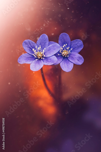 Macro of two purple anemone hepatica flowers on fiery orange background. Magical particles floating in the air. Shallow depth of field  magical light