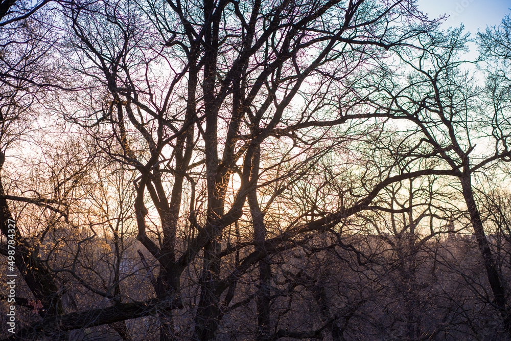 Sunset through thick branches of old trees in spring