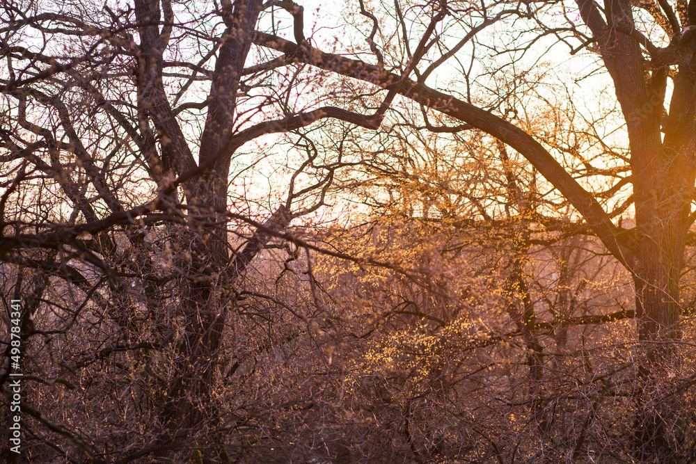 Sunset through thick branches of old trees in spring Sunset through thick branches of old trees in spring