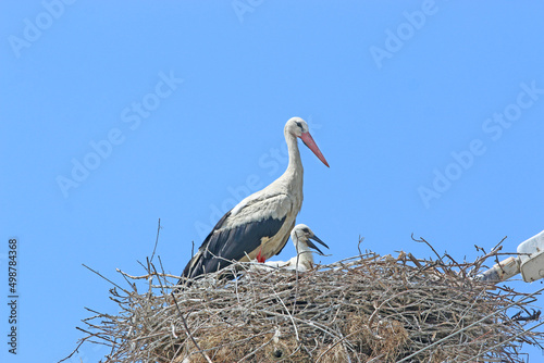  storks in their nest 