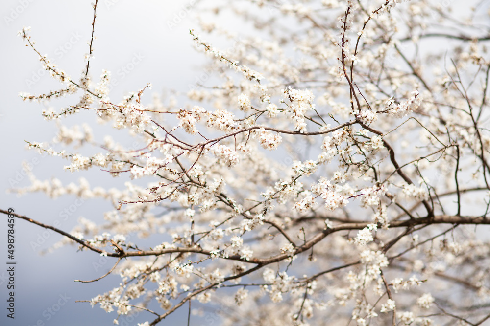 Blooming cherry plum tree, spring background. 