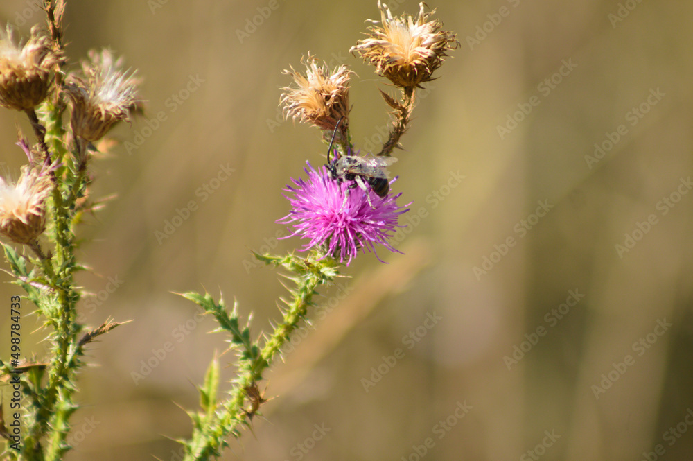 Closeup of bee pollinating a spiny plumeless thistle flower with selective focus on foreground
