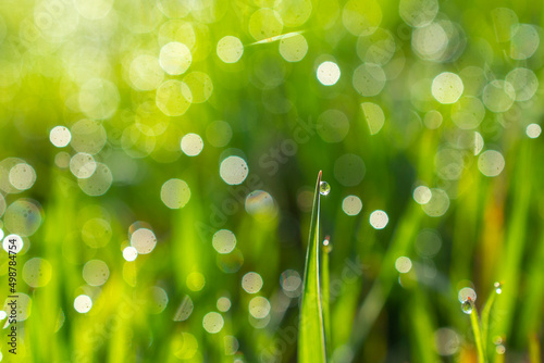 drops of dew on a green grass