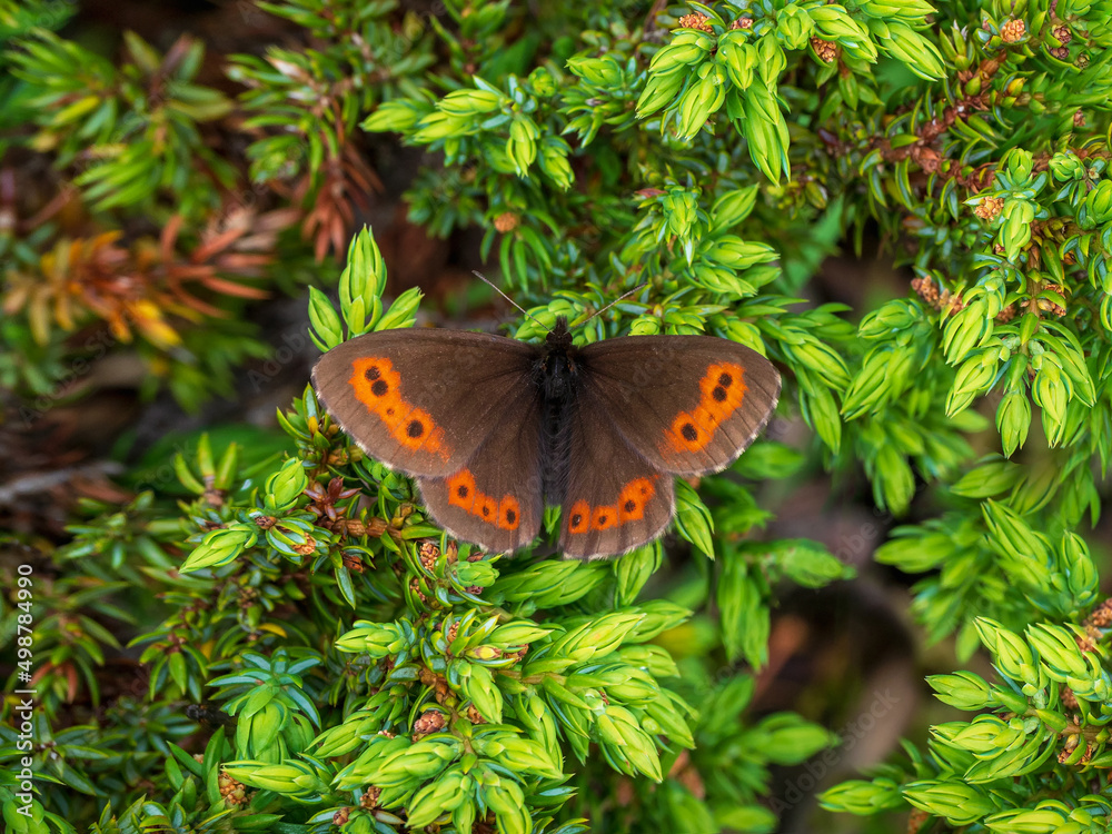 Obraz premium Green natural background with a butterfly. The Scotch argus (Erebia aethiops) lives in green meadows in Altai mountains.