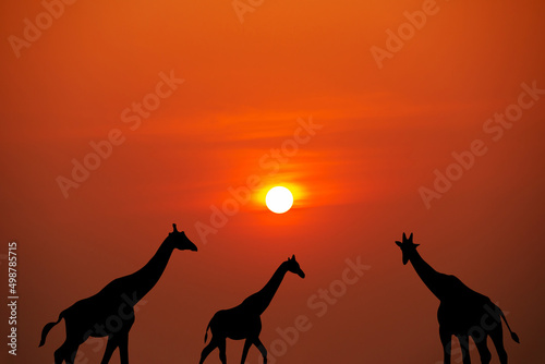 A giraffe traveling at sunset in Africa with a beautiful sunset.