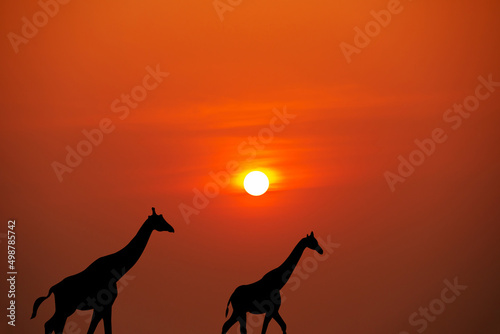 A giraffe traveling at sunset in Africa with a beautiful sunset.