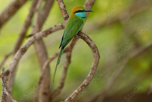  Bee-eater is perched on a tree branch 