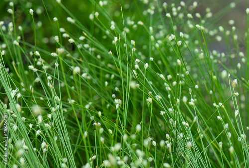 Grass spring background on a green background