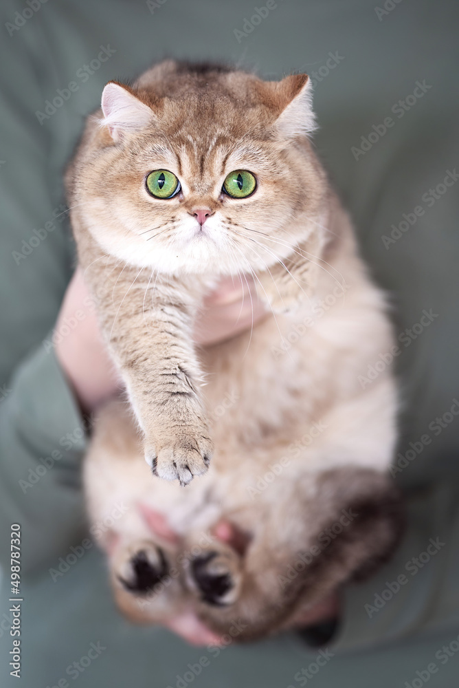 Beeindruckende Britisch Kurzhaar Katzen - Kitten Beeindruckende Britisch Kurzhaar Katzen - Kitten