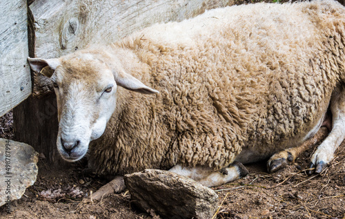 An adult sheep lying near a wooden fence