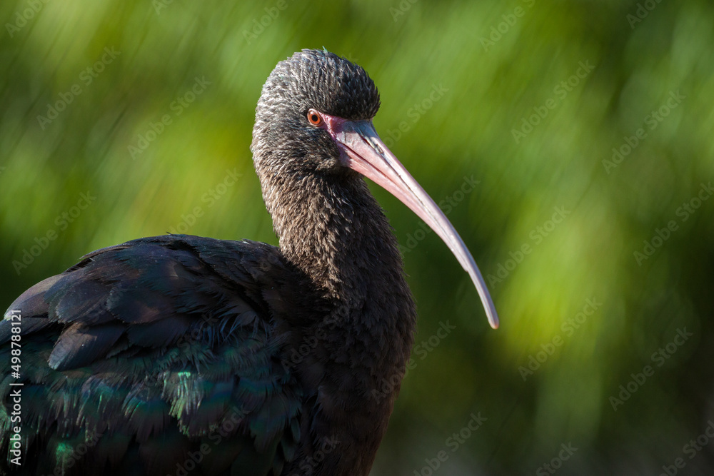 Naklejka premium plegadis chihi bird in nature