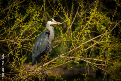 gray heron in the branches © jurra8