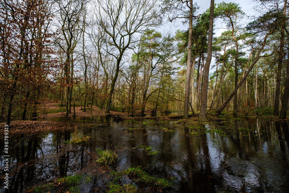 Leuvenumse bossen, Hulshortserzand Leuvenumse bossen, Hulshortserzand