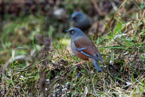 Photography Maroon-backed accentor (Prunella immaculata) photographed near Lachen in North S