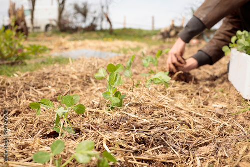 Men in organic garden. Planting fresh plants in natural soil