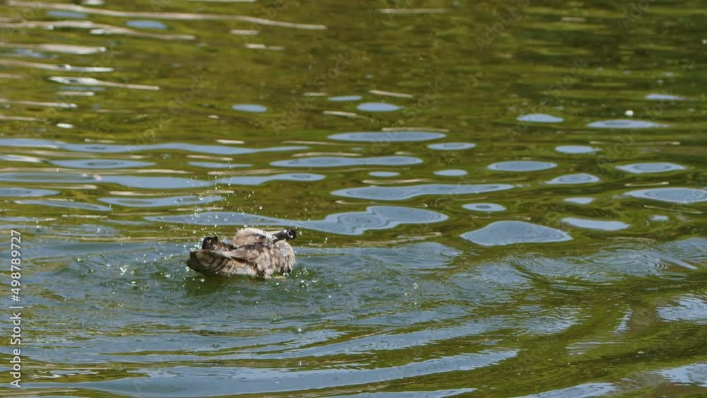 Animal Bird Duck and the Lake Water Animal Bird Duck and the Lake Water