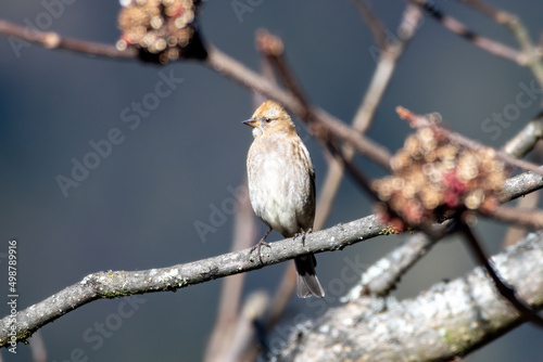 Plain mountain finch (Leucosticte nemoricola) photographed near Lachen in North Sikkim, India photo