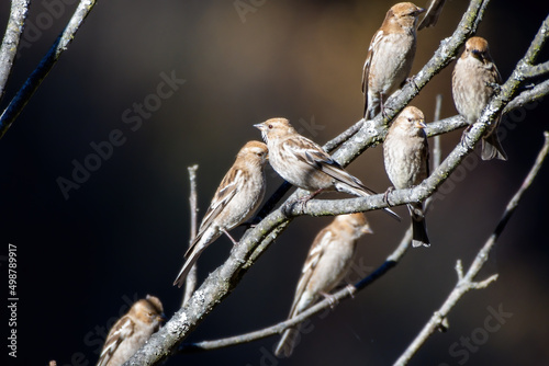 Plain mountain finch (Leucosticte nemoricola) photographed near Lachen in North Sikkim, India photo