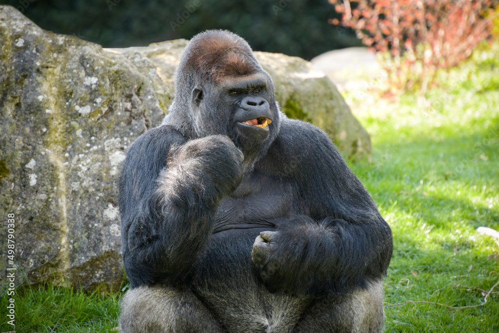 view of a gorilla silver back