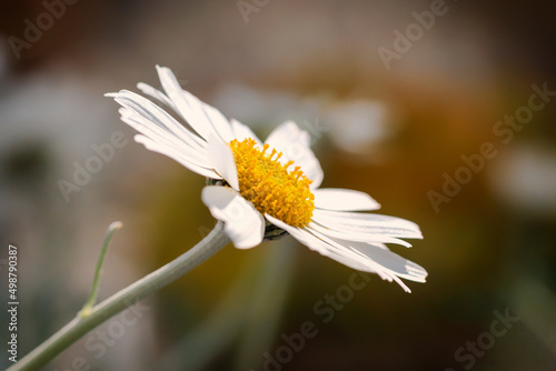 Canvas Print Isolated Aster or Daisy flower, Artemisia schmidtiana Nana of family Asteraceae