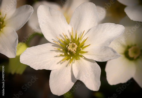 Photography Clematis × cartmanii 'Joe', macro closeup of white flower with green centre pistils