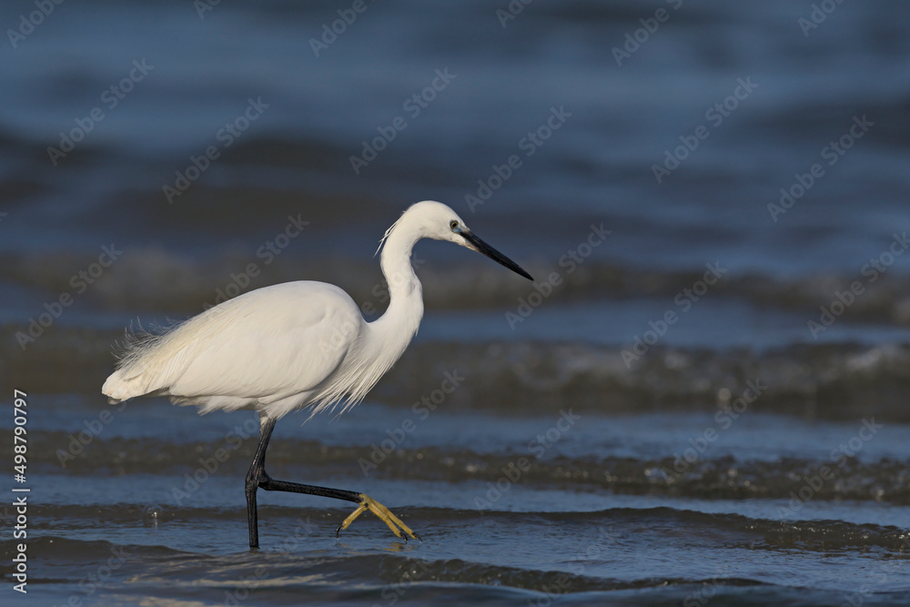 Little Egret (Egretta garzetta), Greece