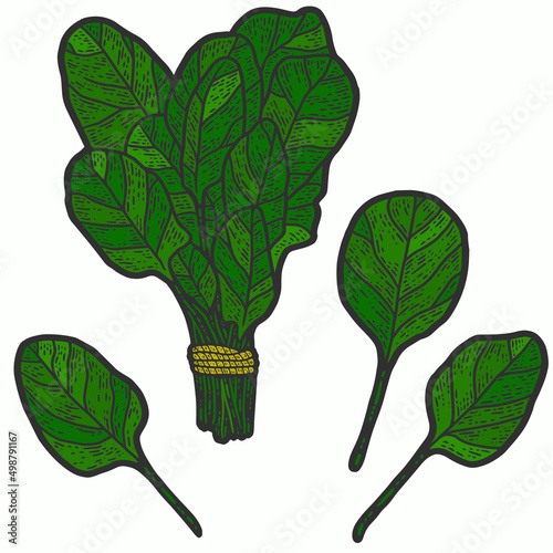 Bunch of spinach and leaves isolated color. Line art sketch picture. Hand drawn.