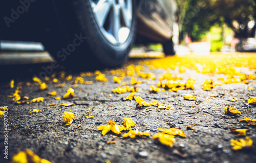 hojas amarillas caídas de árbol en el suelo de la carretera con auto