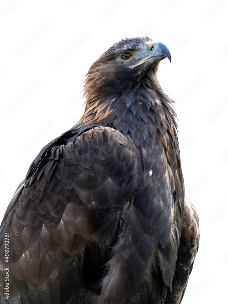 Golden eagle, isolated on a white background. Berkut raised his head and calmly looks ahead. The bird has beautiful plumage. Golden eagle, isolated on a white background. Berkut raised his head and calmly looks ahead. The bird has beautiful plumage.
