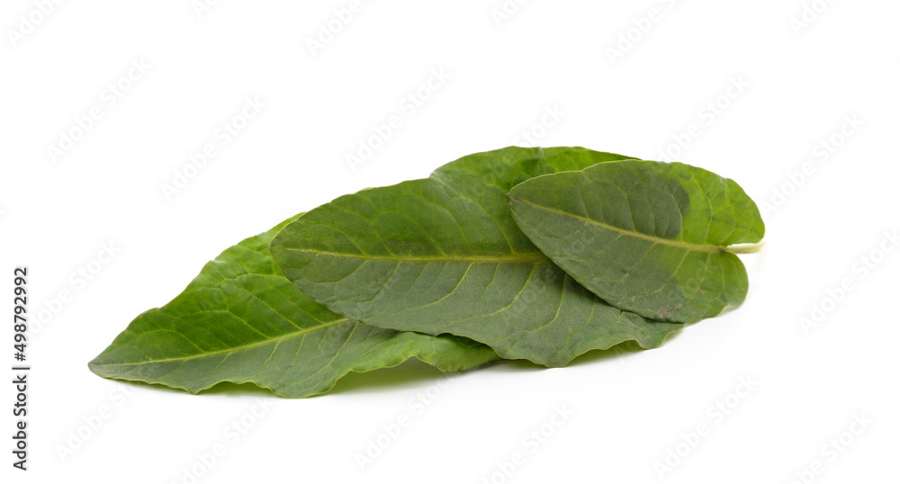 Fototapeta premium Green bouquet of sorrel.