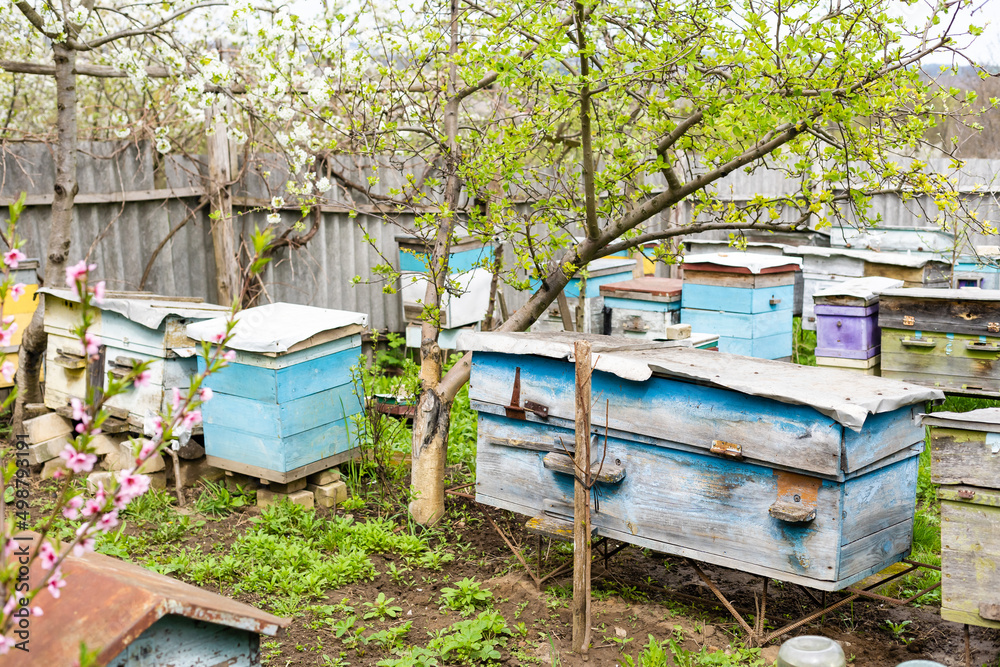 Rows of hives under branches with cherry blossoms. Apiary in the spring in aperil. Honeybees collecting pollen from white flowers in garden. Rows of hives under branches with cherry blossoms. Apiary in the spring in aperil. Honeybees collecting pollen from white flowers in garden.