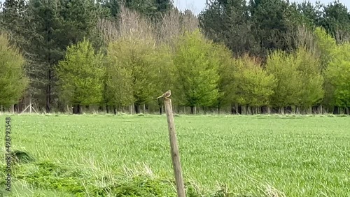 a skylark (Alauda arvensis) takes to flight against green grass and woodland backdrop photo