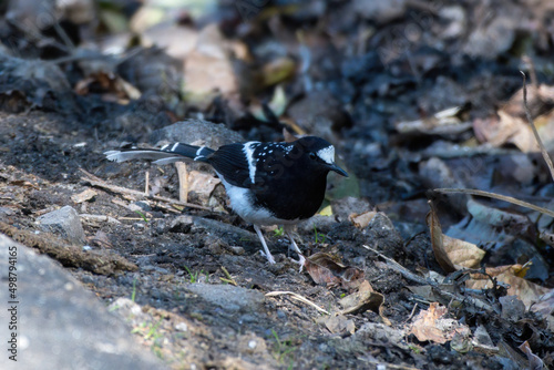 Spotted forktail (Enicurus maculatus) photographed near Lachen in Sikkim, India photo