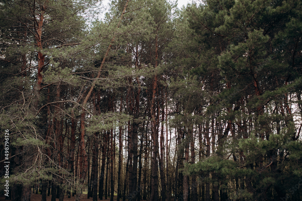 Obraz premium panorama of the forest in ukraine