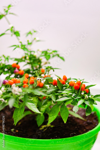 hot pepper in the pot