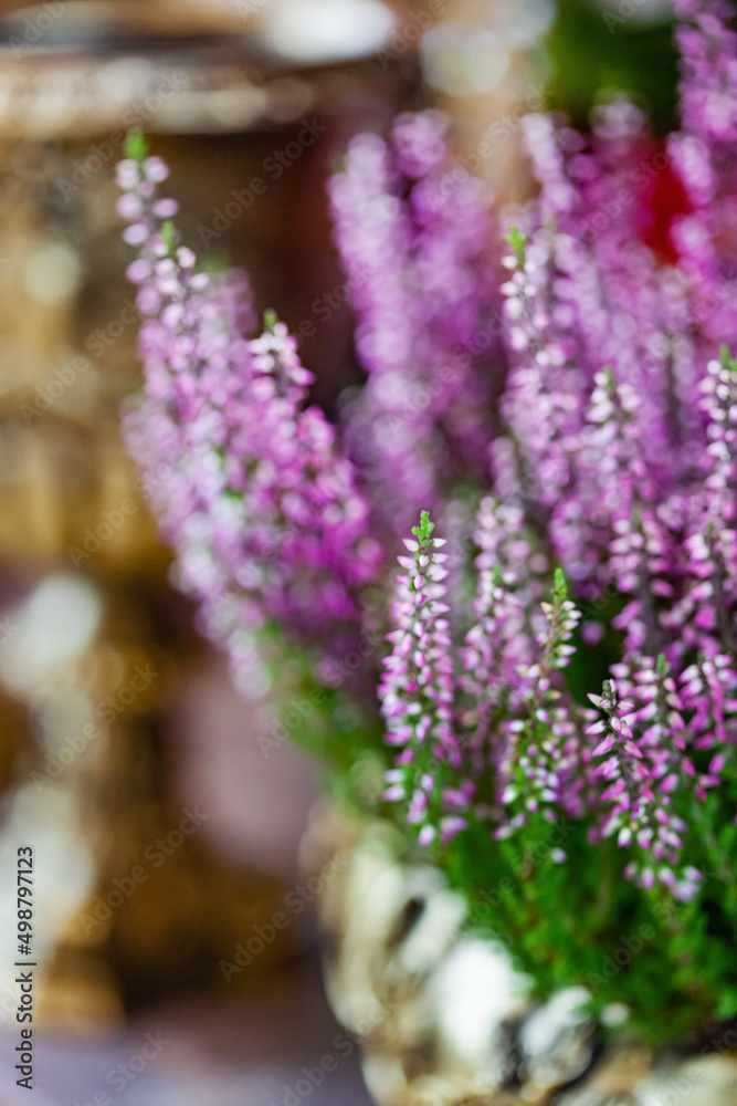Obraz premium nice heather in the pot