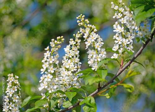 Blühende Traubenkirsche, Prunus padus, im Frühling photo