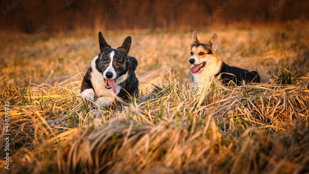 Psy rasy corgi w porannym słońcu na łące