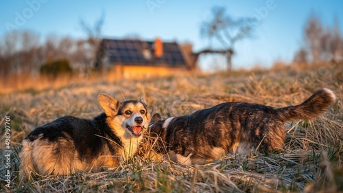 Fototapeta Naklejka Na Ścianę i Meble -  Psy rasy corgi w porannym słońcu na łące