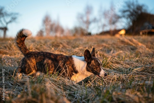 Fototapeta Naklejka Na Ścianę i Meble -  Psy rasy corgi w porannym słońcu na łące
