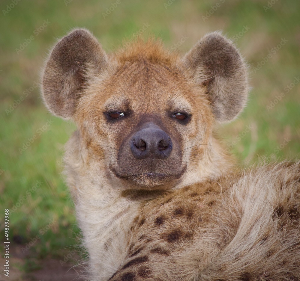 Hyena in wild Kenya Hyena in wild Kenya