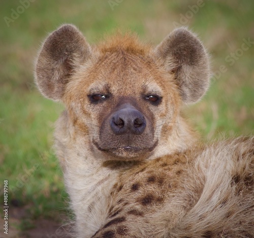 Hyena in wild Kenya