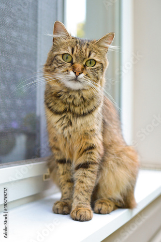 cat on windowsill of house. Vertical oriented image