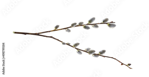 Willow branch isolate on a white background, clipping path, no shadows. Willow cats isolate. Pussy-willow branch, isolated on white.