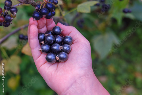 Hand of a young woman picking ripe blackcurrants on a sunny summer day