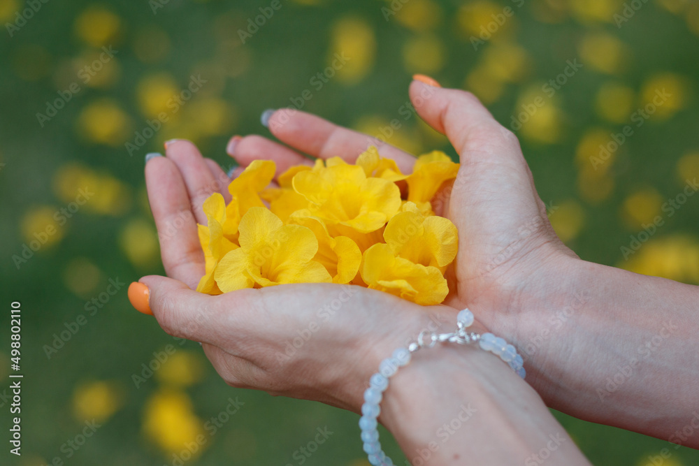 Girl holding yellow flowers in open palms. A symbol of tenderness, femininity, and chastity. Hands with flower close-up. Flowers of the Mediterranean.