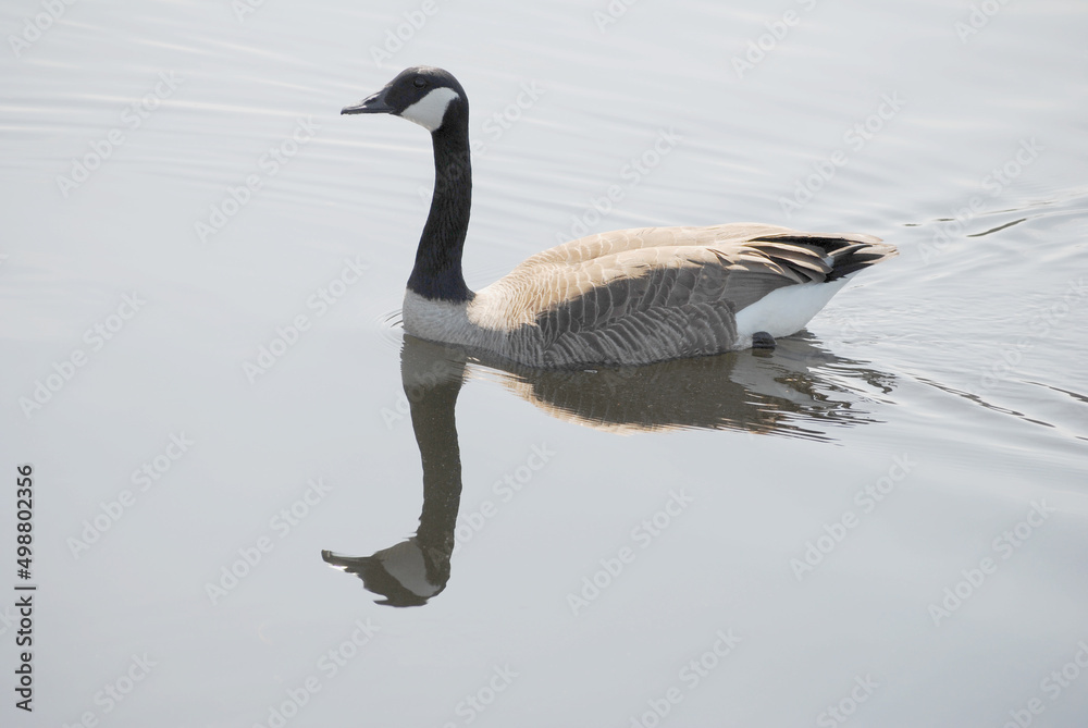 Canadian Goose Swimming with a Reflection in the Water on a Sunny Day
Canadian Goose Swimming with a Reflection in the Water on a Sunny Day